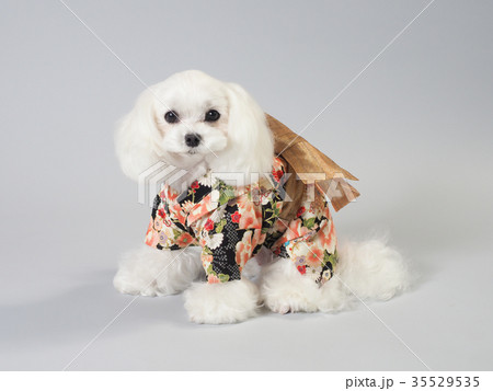晴れ着を着た白い犬の写真素材