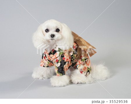 晴れ着を着た白い犬の写真素材