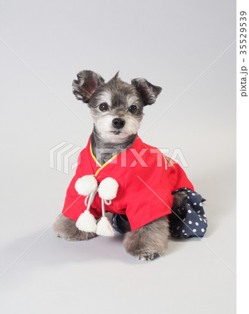 赤い晴れ着を着た犬の写真素材