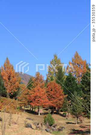 ドイツ風の針葉樹のある庭 35530359