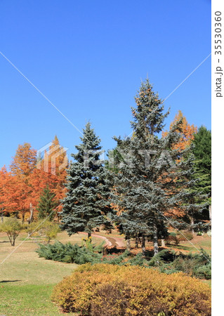 ドイツ風の針葉樹のある庭 35530360