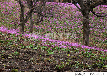 カタクリの群生 35530624