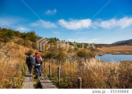 秋の八島ヶ原湿原　ハイキングする青年たち 35530668