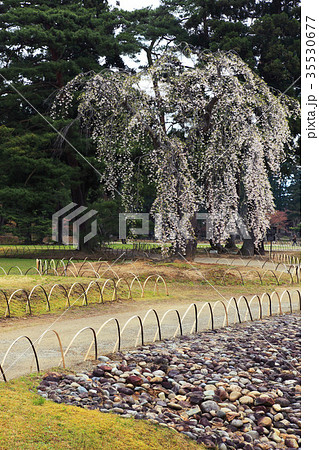 春の平泉毛越寺大泉ヶ池 35530677