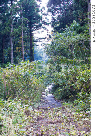 草木の繁る山道 草木の繁る山道 35531073