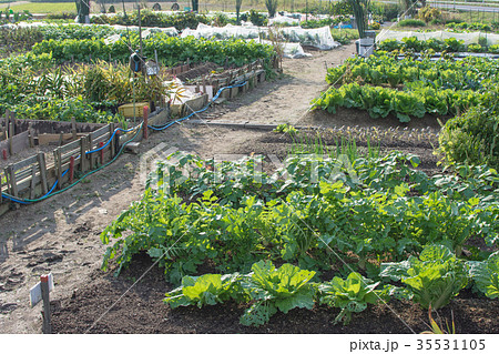 貸し農園 貸し農園 35531105