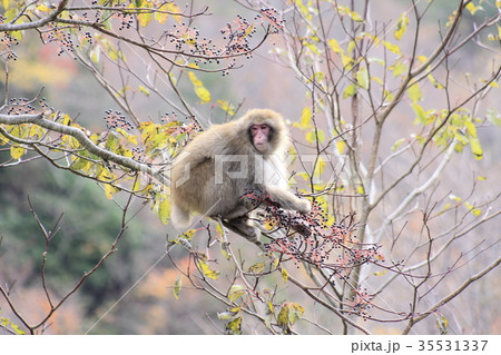 ニホンザル　秋 35531337