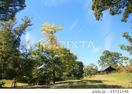 秋の公園　エノキ黄葉 35531546