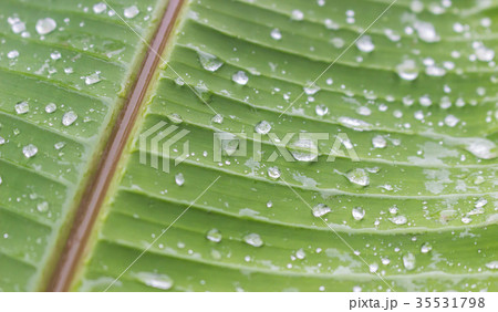 Droplet on green banana leaf 35531798