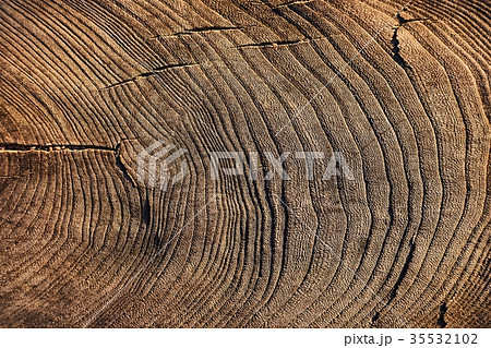 Tree trunk texture Tree trunk texture 35532102