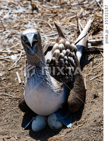 Blue Footed Booby Sitting in Nest Blue Footed Booby Sitting in Nest 35532187