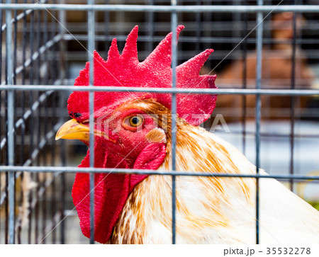 Rooster 35532278