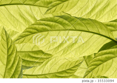 Green leaves with sunlight on the morning. 35533094
