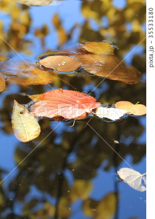 紅葉の落ち葉が浮かぶ池の水面 紅葉の落ち葉が浮かぶ池の水面 35533180