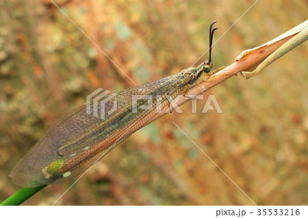 生物 クリーチャー 生き物 35533216