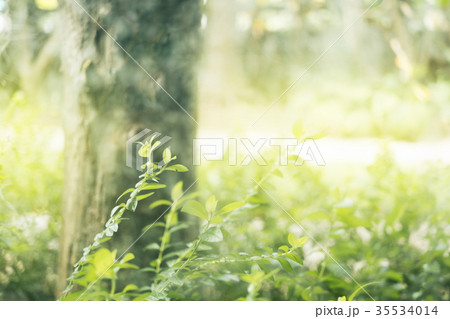 Beautiful nature background on daylight 35534014
