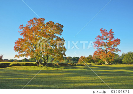 ナンキンハゼの紅葉 35534371