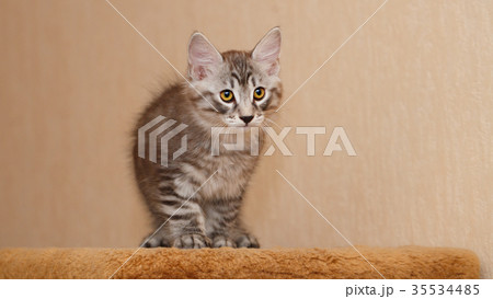 Cute little bobtail kitten Cute little bobtail kitten 35534485