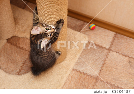 Cute little bobtail kitten 35534487