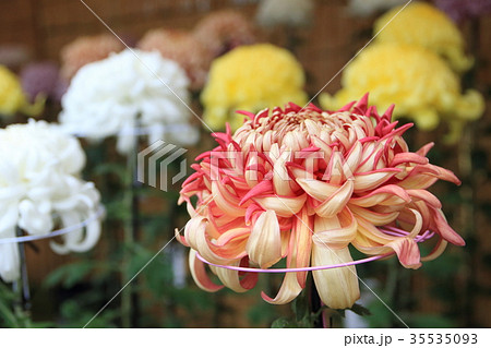 菊 菊 35535093