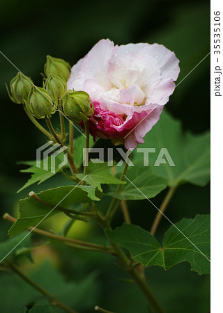 芙蓉の花 芙蓉の花 35535106