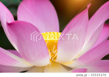pink lotus flower are blooming 35535370