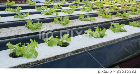 vegetable grown from hydroponics system 35535532