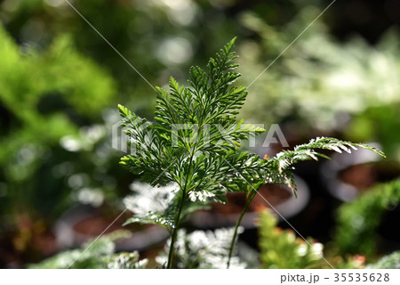 Foot Ferns, Rabbitsfoot, Hairsfoot. Foot Ferns, Rabbitsfoot, Hairsfoot. 35535628