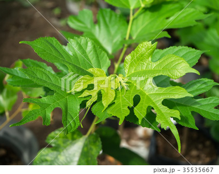 The leaves of mulberry are growing. 35535667
