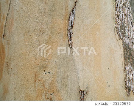 Close up textured of Eucalyptus tree. 35535675