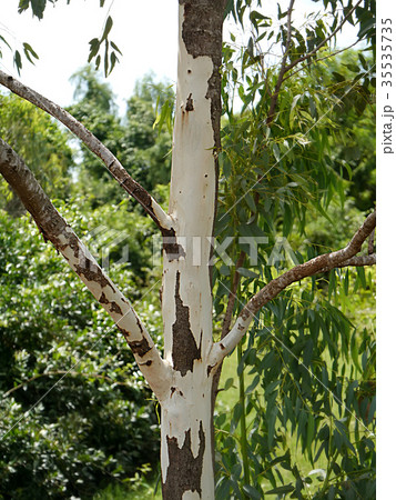 Close up textured of Eucalyptus tree. Close up textured of Eucalyptus tree. 35535735