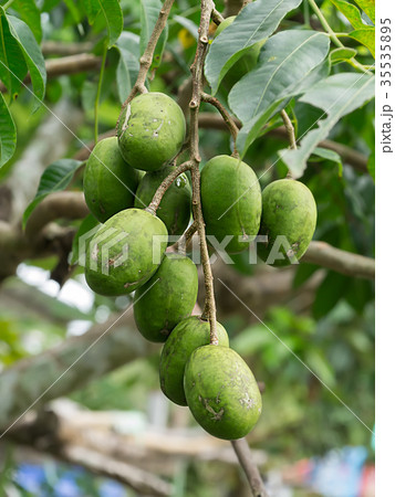 Otatheite apple. 35535895