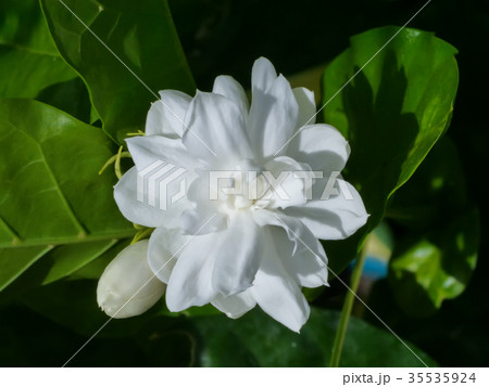White of jasmine flower. 35535924