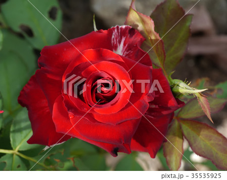Close up the flower of rose. Close up the flower of rose. 35535925