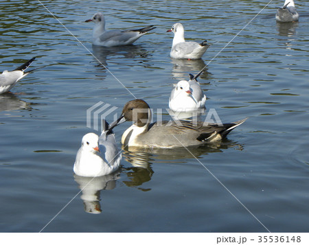 稲毛海浜公園に来たオナガガモとユリカモメ 35536148