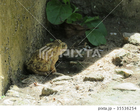ヒキガエル ガマガエル 蟾蜍 35536254