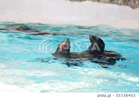 アシカ アシカ 35536403