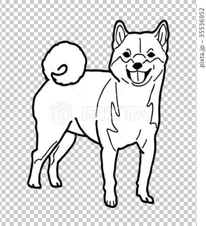 立っている柴犬のイラスト素材