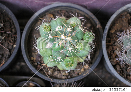 Coryphantha elephantidens cactus in pot. 35537164
