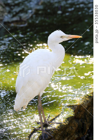 Cattle Egret bird . Cattle Egret bird . 35538030