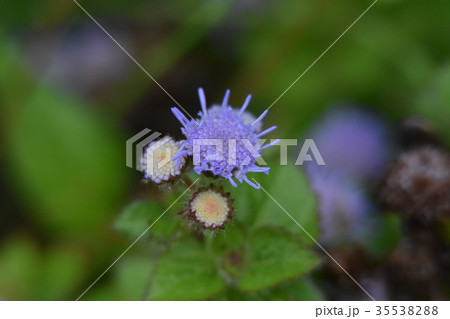 秋雨に濡れるアゲラタム 秋雨に濡れるアゲラタム 35538288