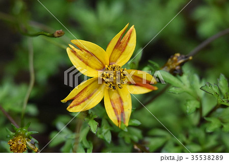 秋雨に濡れるビーダンス 35538289