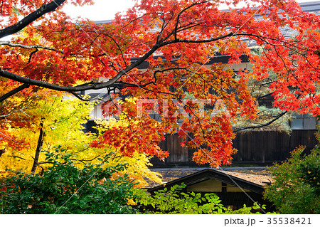 武家屋敷の紅葉　角館 35538421