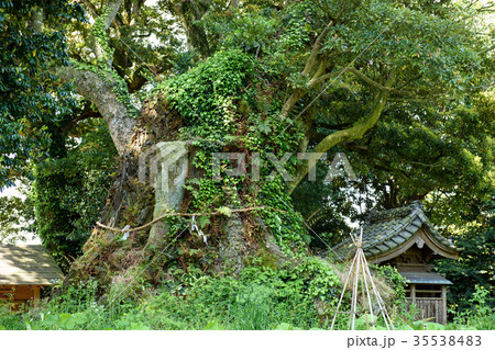 府馬の大クス　千葉県 35538483