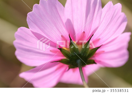 コスモス 35538531