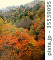 紅葉 35539095