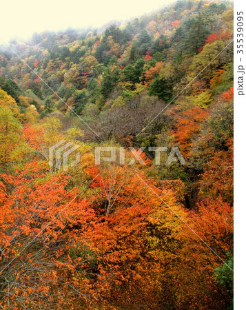 紅葉 紅葉 35539095