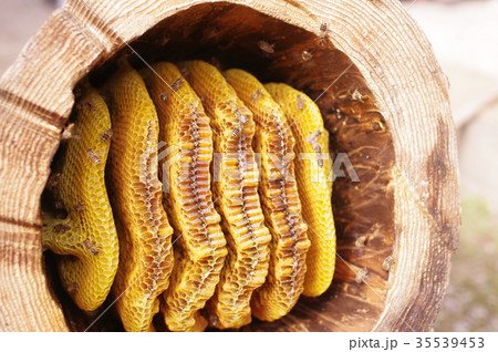 養蜂１５ 35539453