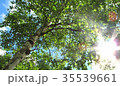木漏れ日 35539661
