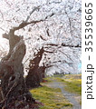 桜並木 35539665